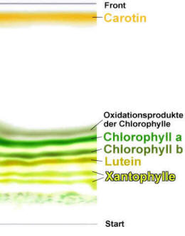 Abb. 1: Chromatographie